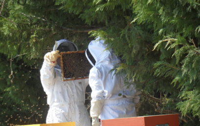 Installation d’essaims d’abeilles au lycée La Ricarde